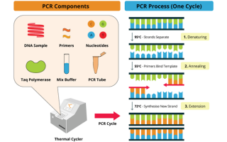 pcr 数据分析，pcr数据分析步骤详解