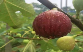 无花果种植管理技术，无花果的种植方法和管理